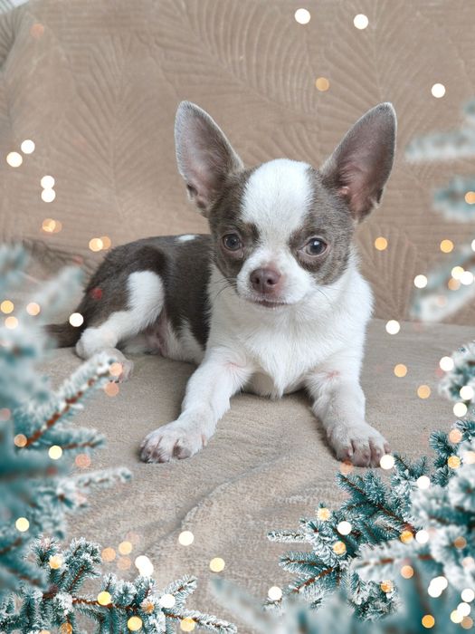 Шикарный мальчик