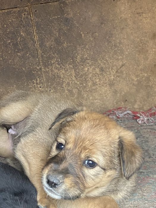 Шенки умные пародистые