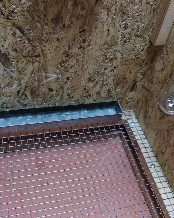 Брудер для цыплят