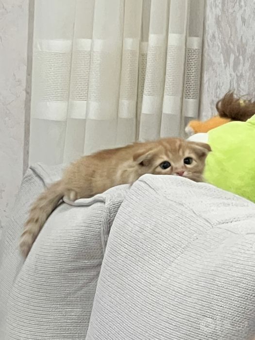 Вислоухий котенок скоттиш фолд