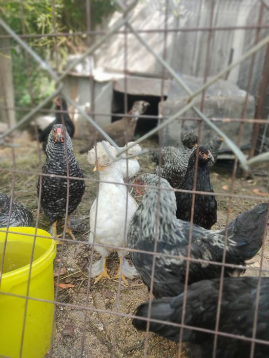 Продаю домашних курей