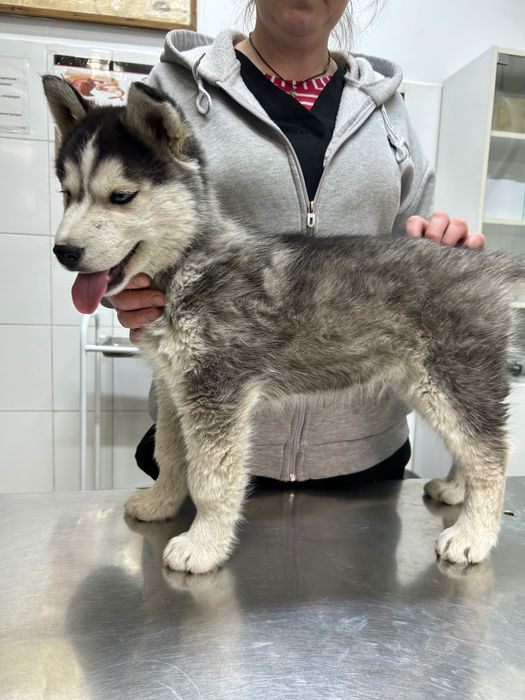 Хаски сибирская 5 месяцев мальчик