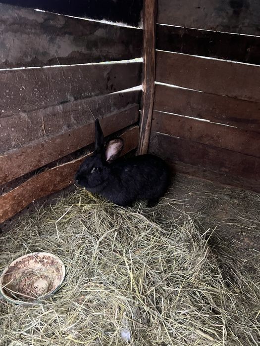 Iepuri uriasi german ,Fluture german