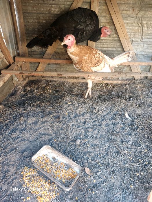 Продам пару индюков