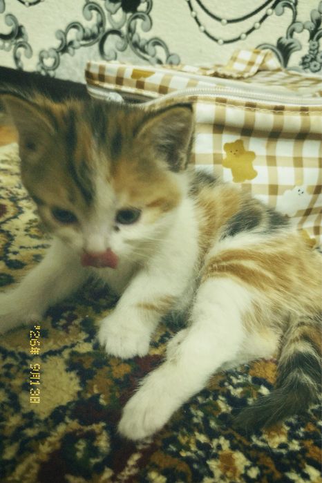 отдам котика в хорошие руки!!