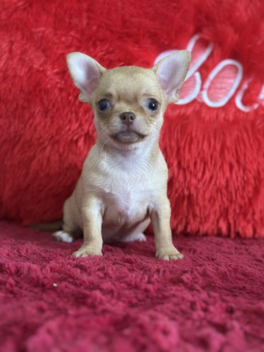 Шикарные чихуахуа тип кобби