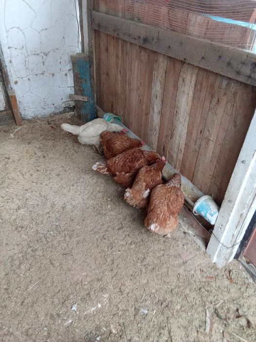 Тауықтар сатылады