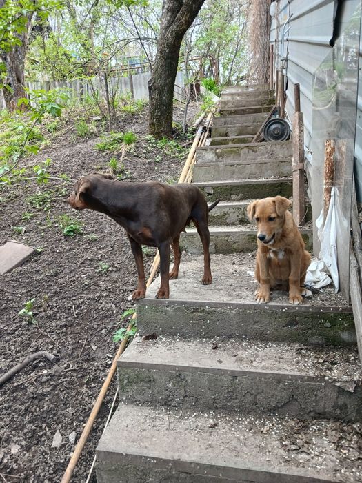 Щенок четыре месяца