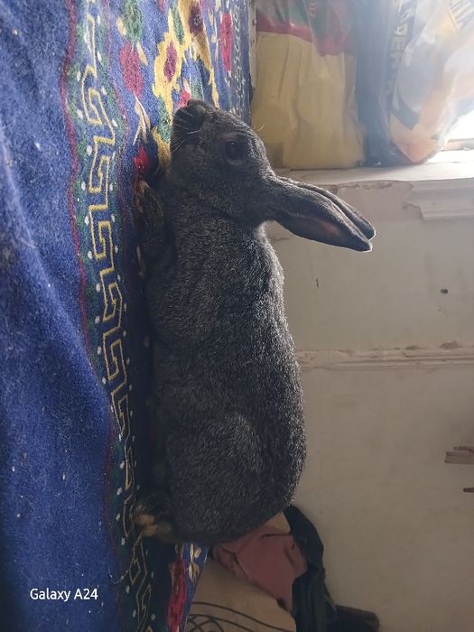 Куёнлар сотилади