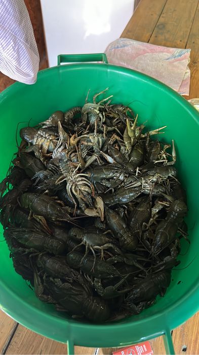 Живые раки в наличии