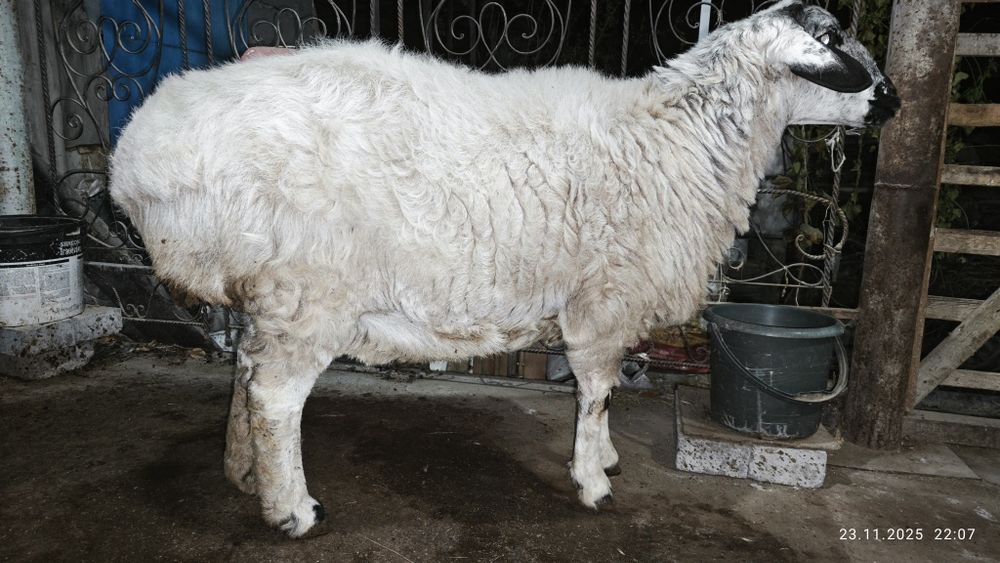 Продам овцу. Казок куй сотаман