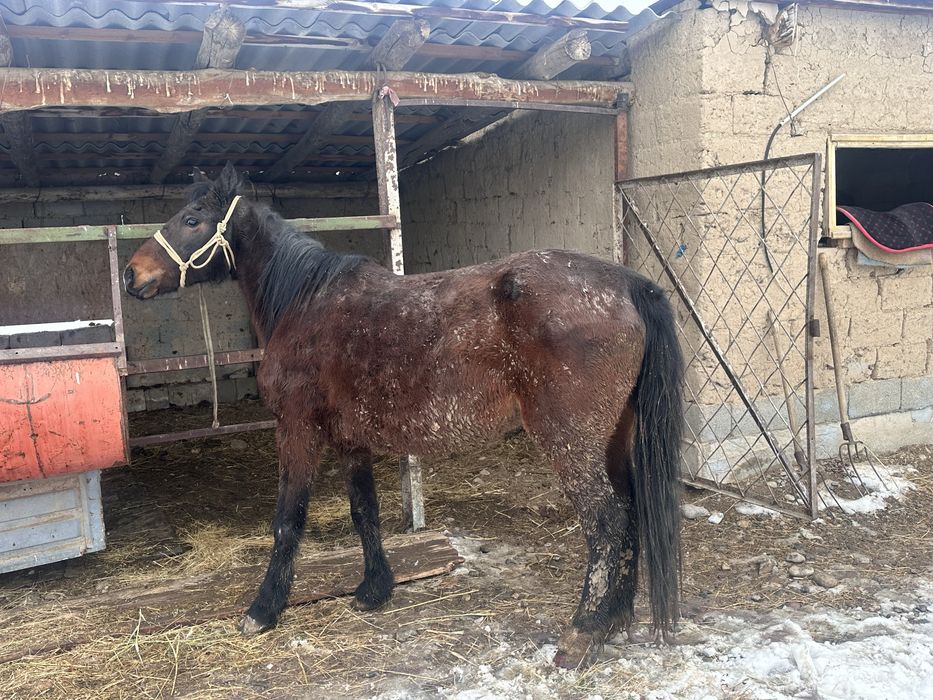 Бордакы бие семіз бие