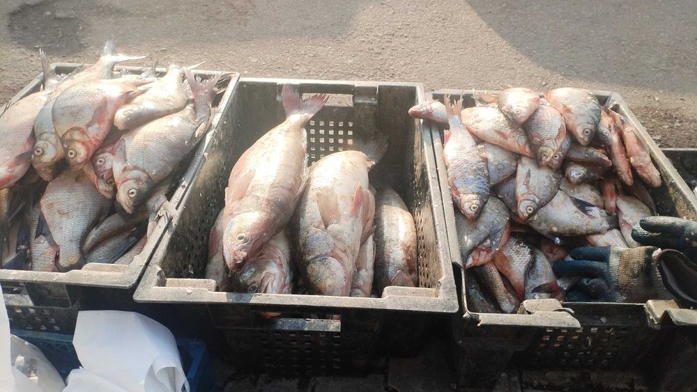 продаю свежую рыбу