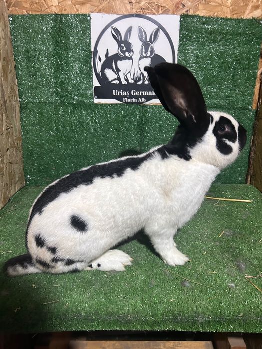 Mascul Fluture German