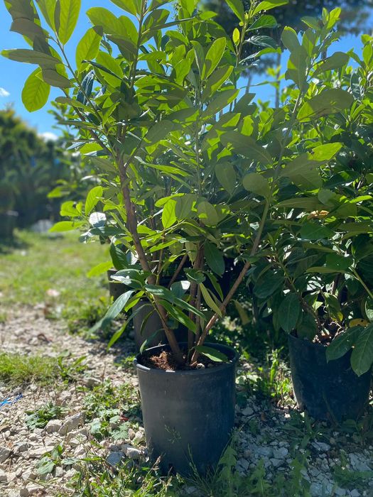 Plante Ornamentale pentru Gradina si Curte