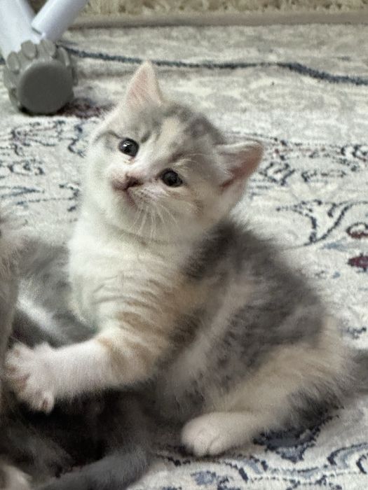 Продаются котята