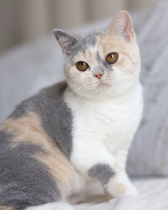 Британский котенок девочка