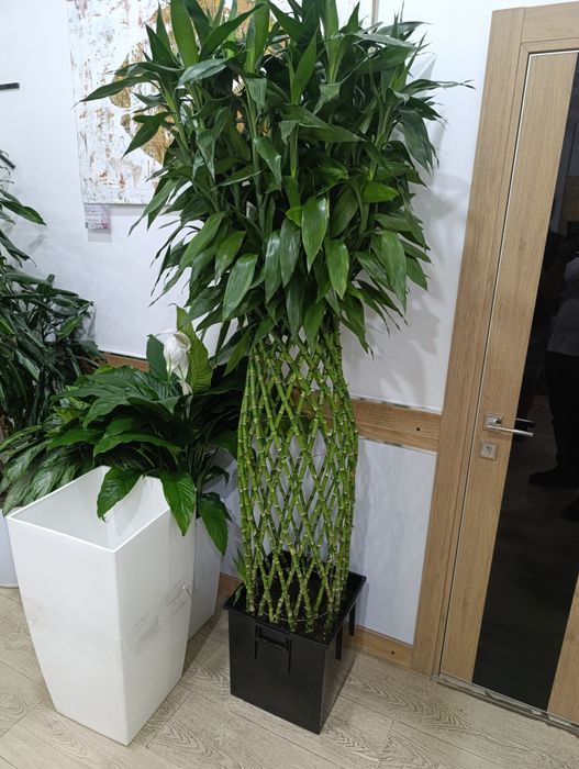 Офисные растения