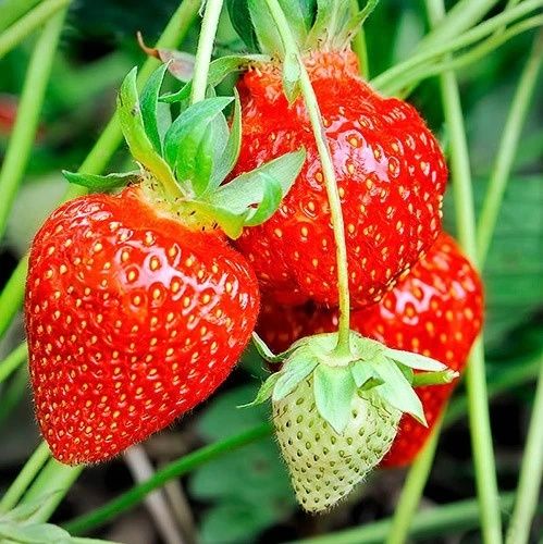 Клубника не дающая усов рассада