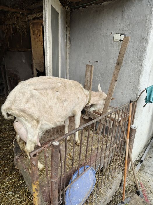 Vând 2 capre de rasă – Saanen cu certificat + Alpină Franceză, cu iezi