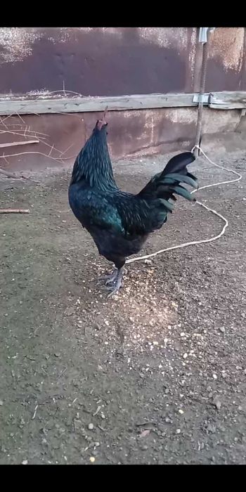 Ухейилюй хурози сотилади!