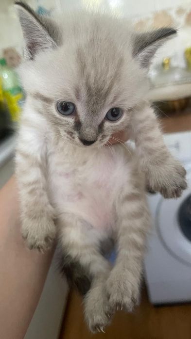 Отдаю котят в добрые руки
