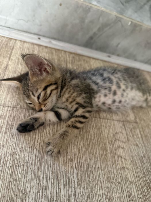 Котята в самые заботливые руки