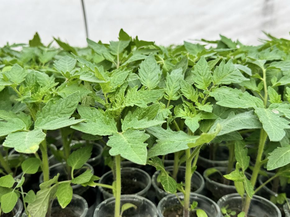 Разсад домати- червени и розови