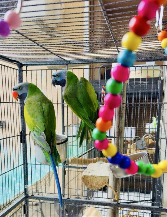 Двойка Китайски Александри