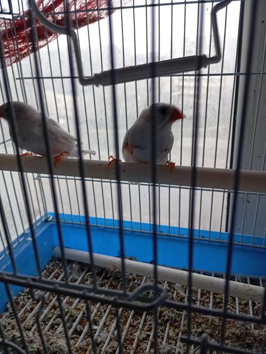 Пара амадинов с клеткой амадины