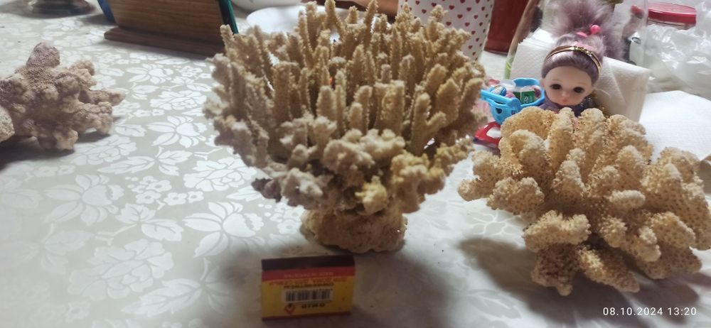 Продам морские кораллы