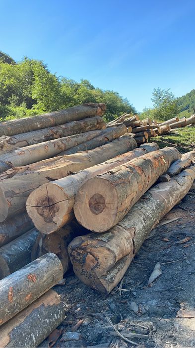 Lemn de Foc Fag !Contra cost se taie si sparg!Cele mai bun preturi !