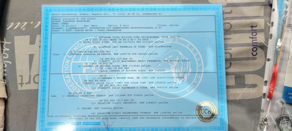 Вязка кабель Лабрадор ретривер