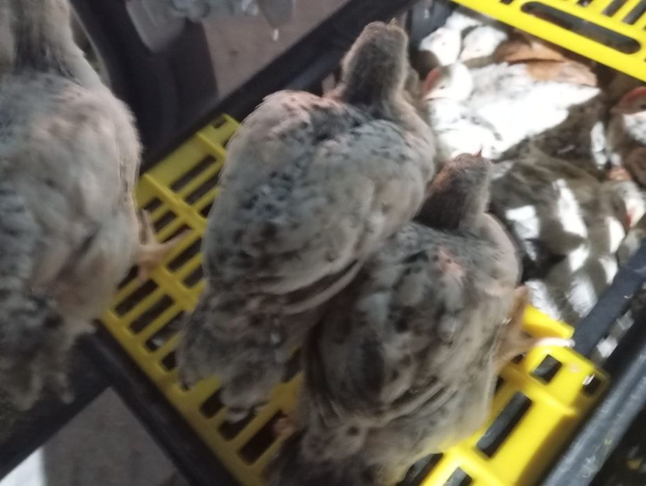 Pui alb de carne și rasa mixta