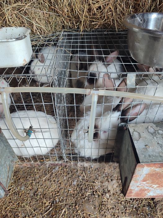 Кролики домашние