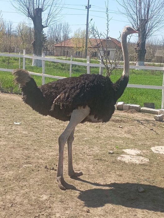 Familie struți Africani vârstă 4 ani, pentru ce-i interesați Nr 0766501987!