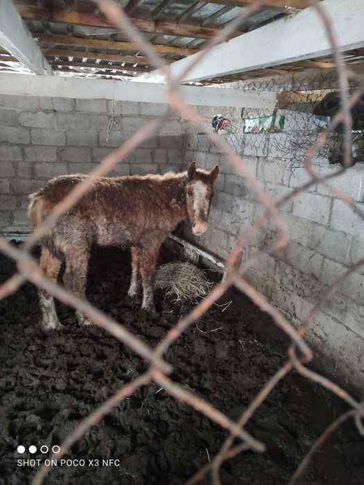 Продам лошадь самец