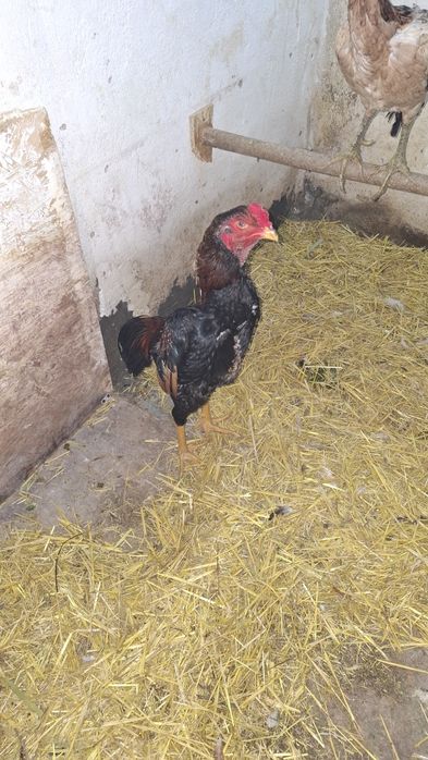 Продам чужиков разных