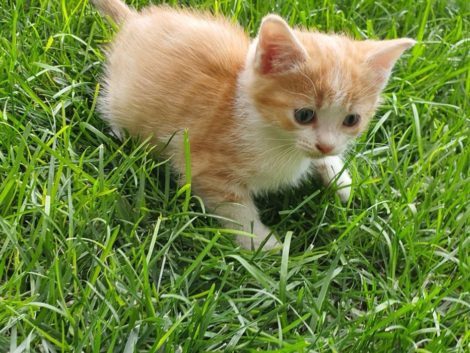 Подарявам котета