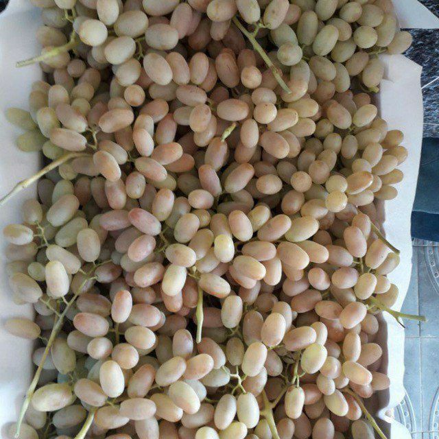 Uzum koʻchatlari bor xar xil turdagi