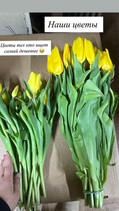 Тюльпаны оптом и розницу