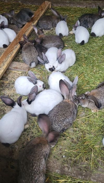 Exemplare diferite rase mărimi și culori