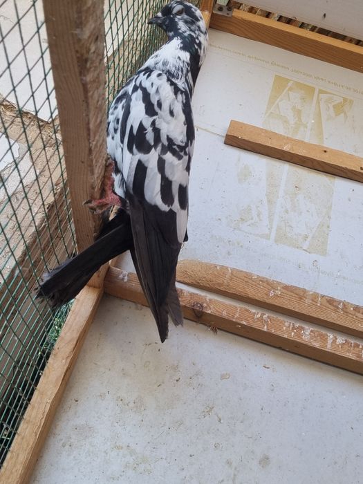 Arzon Kaptarla sotiladi