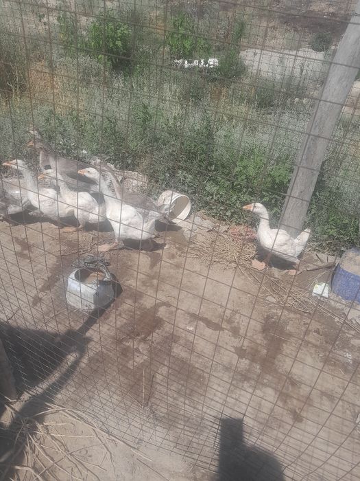 Продам индюшат и гусят разные возраст.