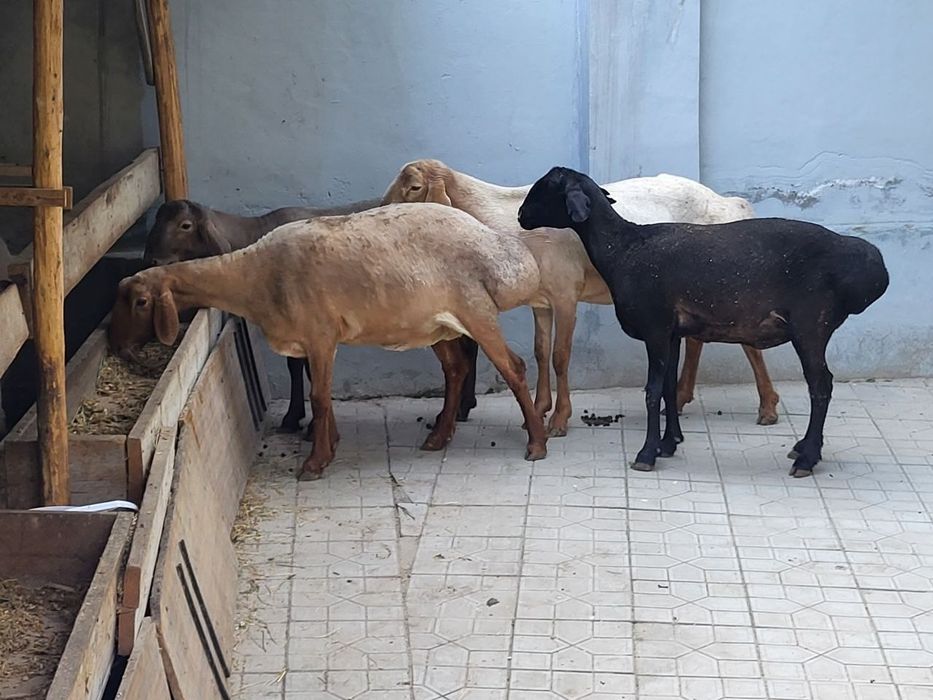 Кузи кучкор ва солулар