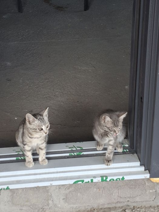 Отдам котя в добрые руки