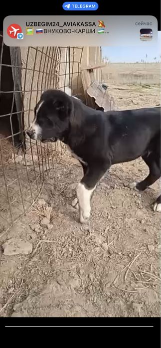 Зоти Алабай Йоши 4-ойлик Соглом Привкалари килинган