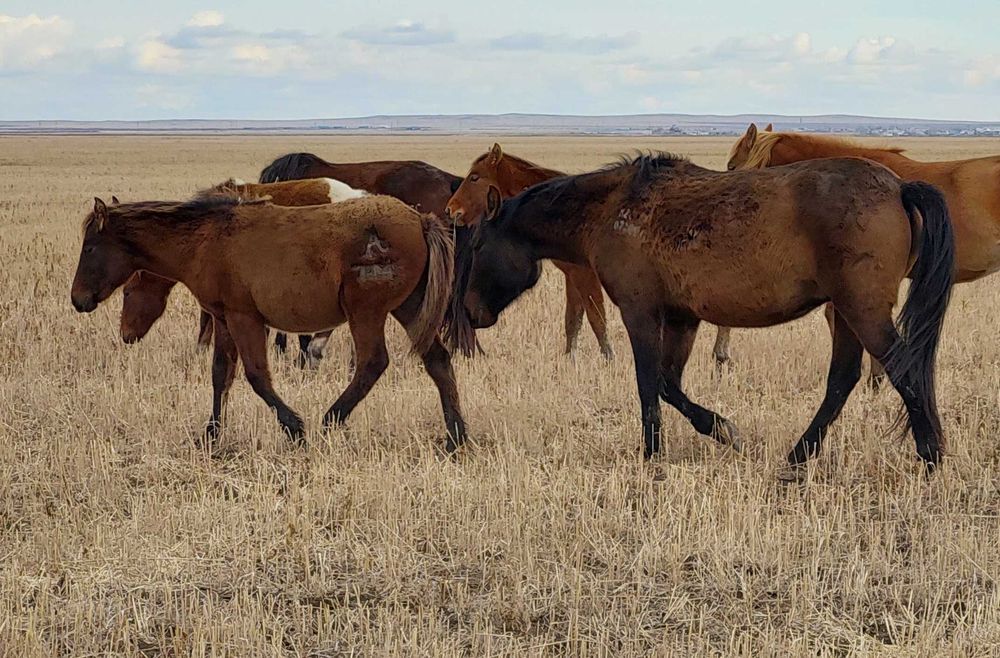 Биелер мен жабағылар сатылады