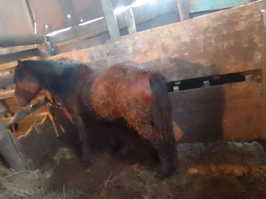 Продам Лошадь пятилетнии