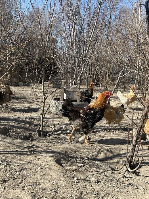 Молодые петушки Жас қораздар